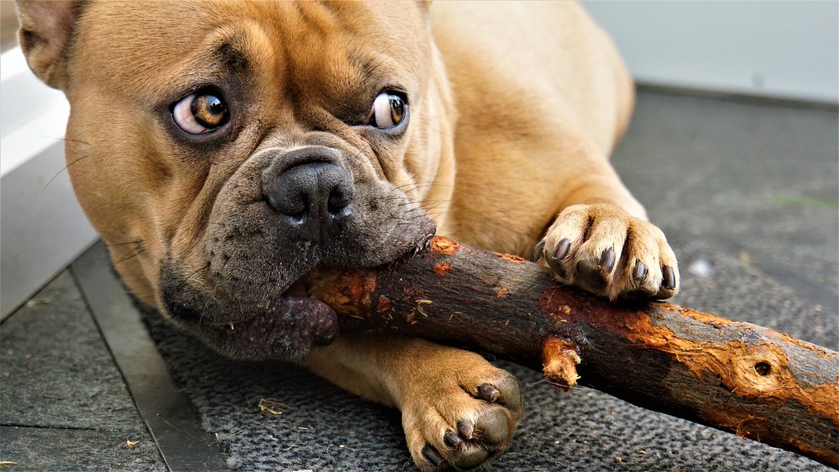 BulldogsLovers's tweet photo. https://t.co/WCDijSgLor