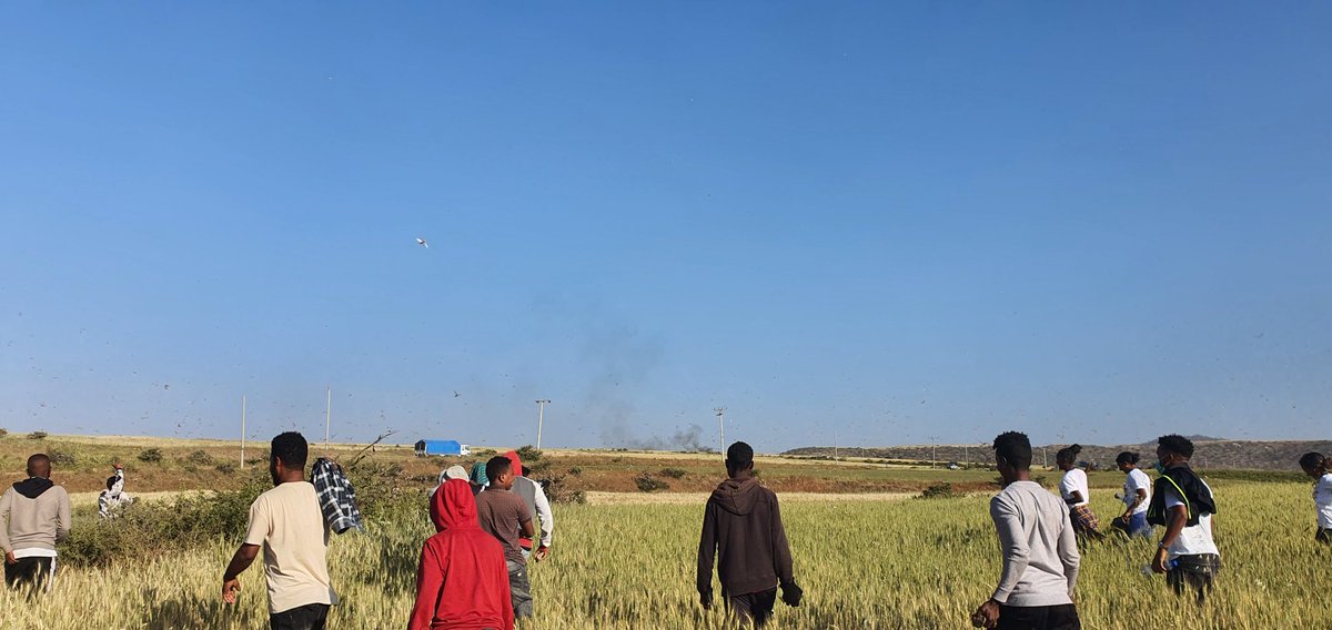 anwami's tweet photo. While #covid19ethiopia slowly &amp; quietly is impacting millions, #locust #swarm hits large parts of #Ethiopia. Here is a fight mobilized from #Mekelle to fend swarm near #May_Qeyih. Yet limited resources &amp; challenges in coordination mean it will be a tough fight. https://t.co/iV59gA1ule
