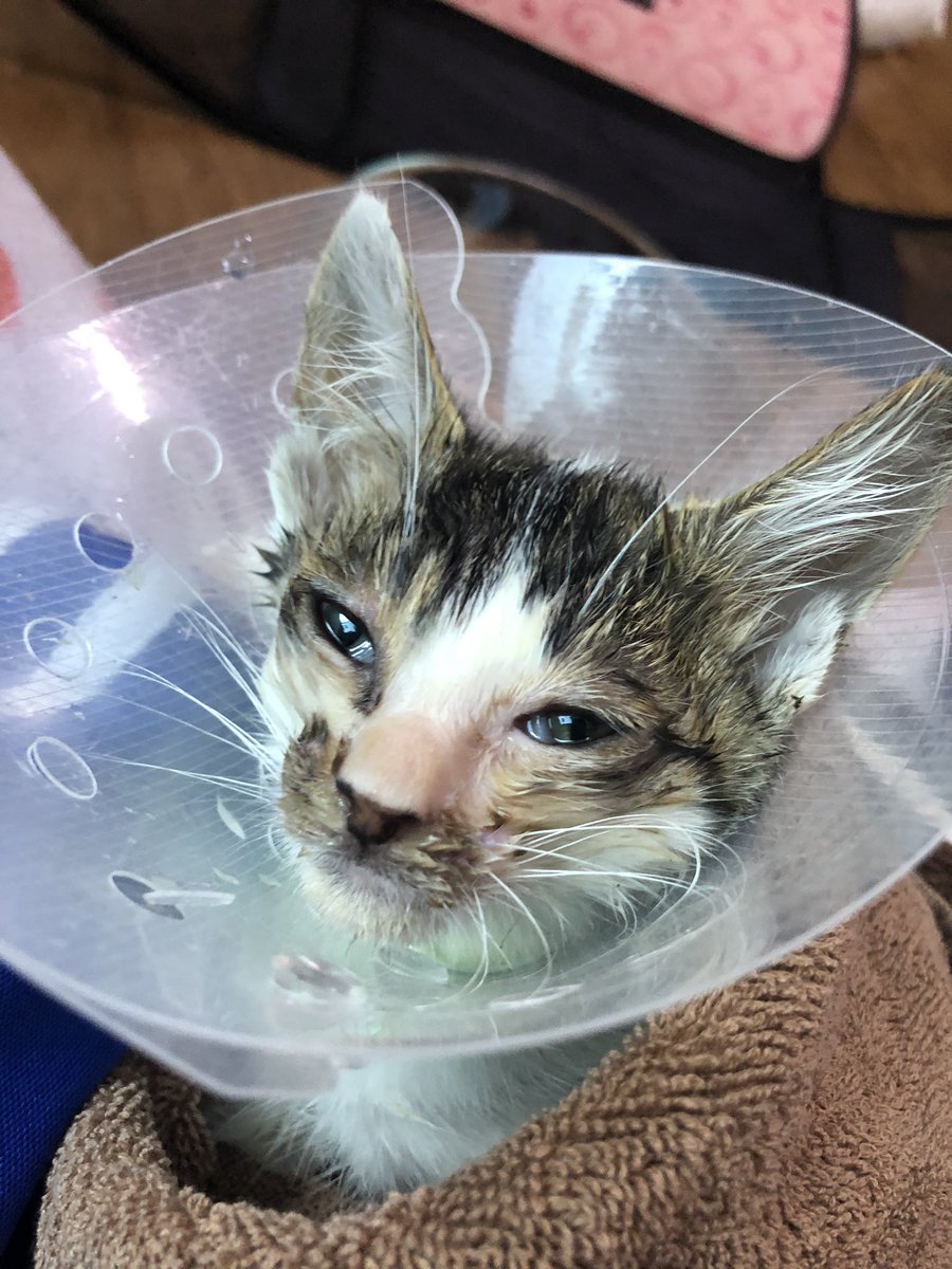 whitesugar_cat's tweet photo. 설탕이는 고등학교 주차장에서 살던 아기고양이에요. 심한 허피스로 눈을 뜨지 못했고, 발에 끈끈이가 묻어 괴사될 위기였어요. 동생의 학교 선생님께서 구조를 도와주시고 병원비를 내주셔서 비대면 강의를 들으며 집에 있는 제가 보살펴주려고 임보하게 되었어요. 처음 집에 왔을 적의 사진입니다. https://t.co/OmSIZTKOyN