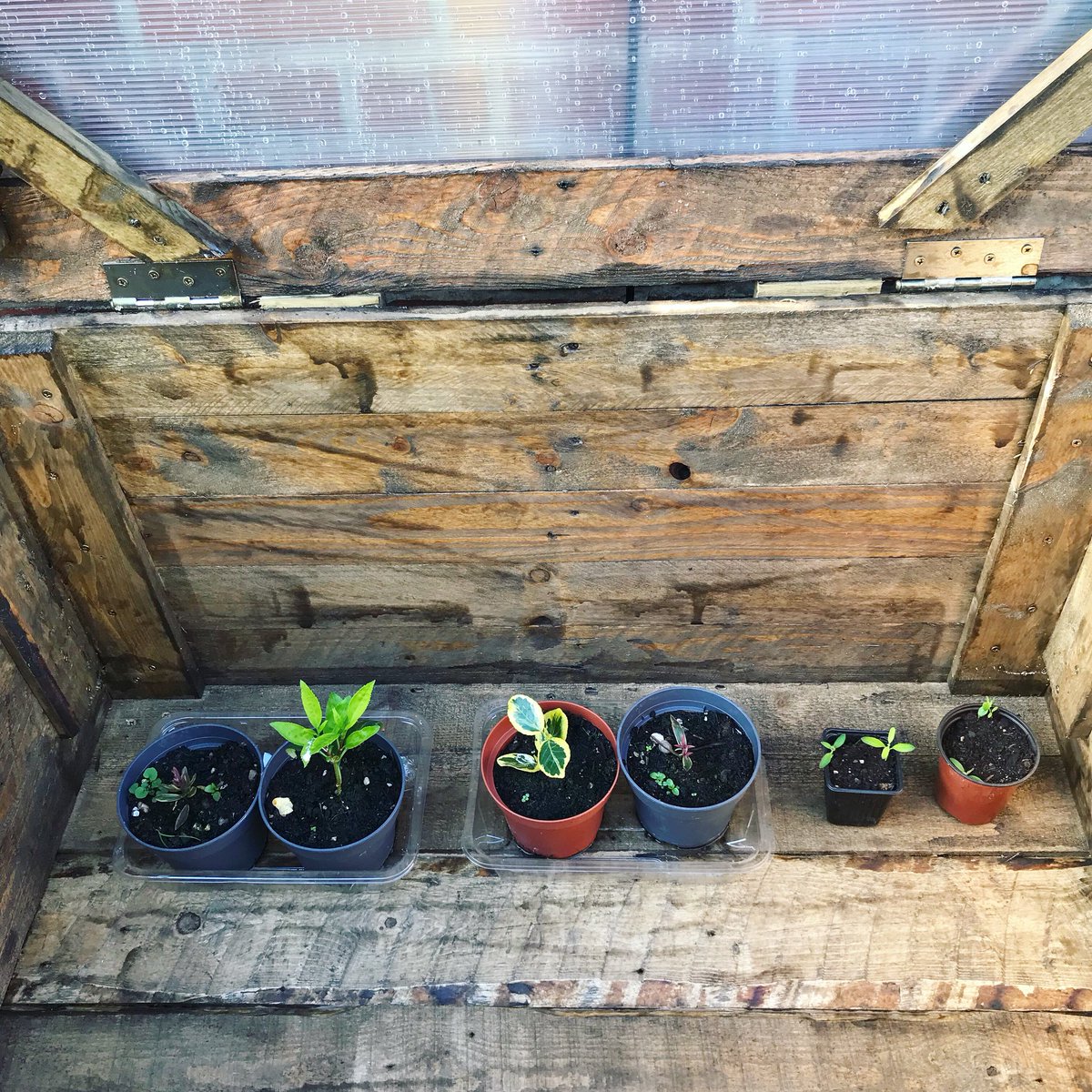 AllThatImEating's tweet image. It’s here. It’s (almost) finished. My cold frame. Total cost £14.48 (for the Perspex and hinges). We used three pallets in the end (free) because in the words of the other half: well you don’t want a half arsed cold frame do you? Leftover fence paint et voila. #coldframe