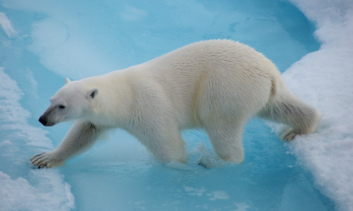 wanderlustmag's tweet photo. An Arctic cruise will soon have you tracing the footsteps of early explorers with a wide array of polar wonders to discover; from towering glaciers and secluded fjords to unique wildlife and the Northern Lights.
Start planning your trip now > https://t.co/vwPxpv7CvW
#ad #wlpo https://t.co/k2h5RQ7oxi