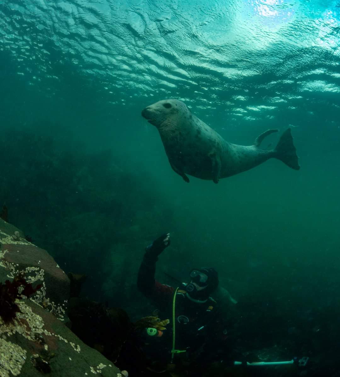farneislands's tweet photo. Its been a cracking week playing with the grey seals. Out again today for some more fun. #farneislands #scuba #sovereigndiving https://t.co/4vo1yxRWun