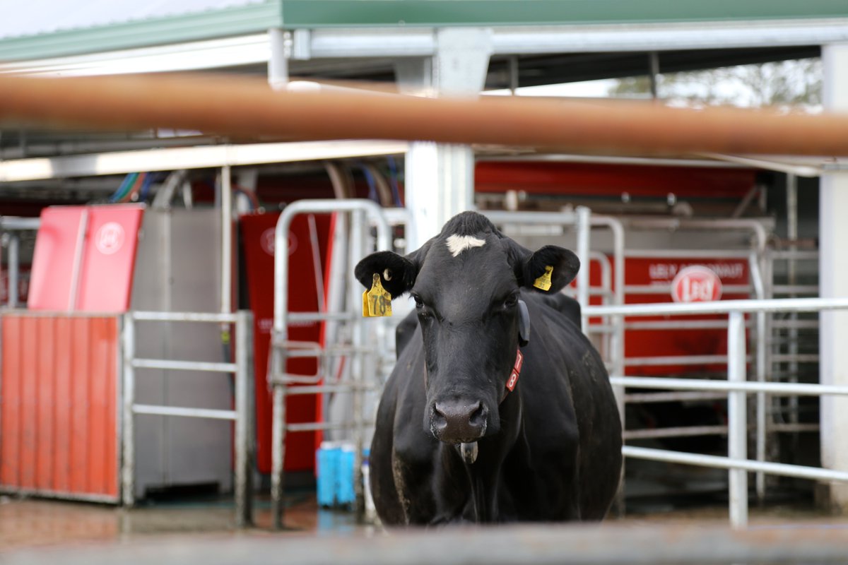 hoftierarzt's tweet image. Datenauswertung durch #Melkroboter: Kranke #Kühe frühzeitig erkennen derhoftierarzt.de/2020/10/kranke… via @hoftierarzt