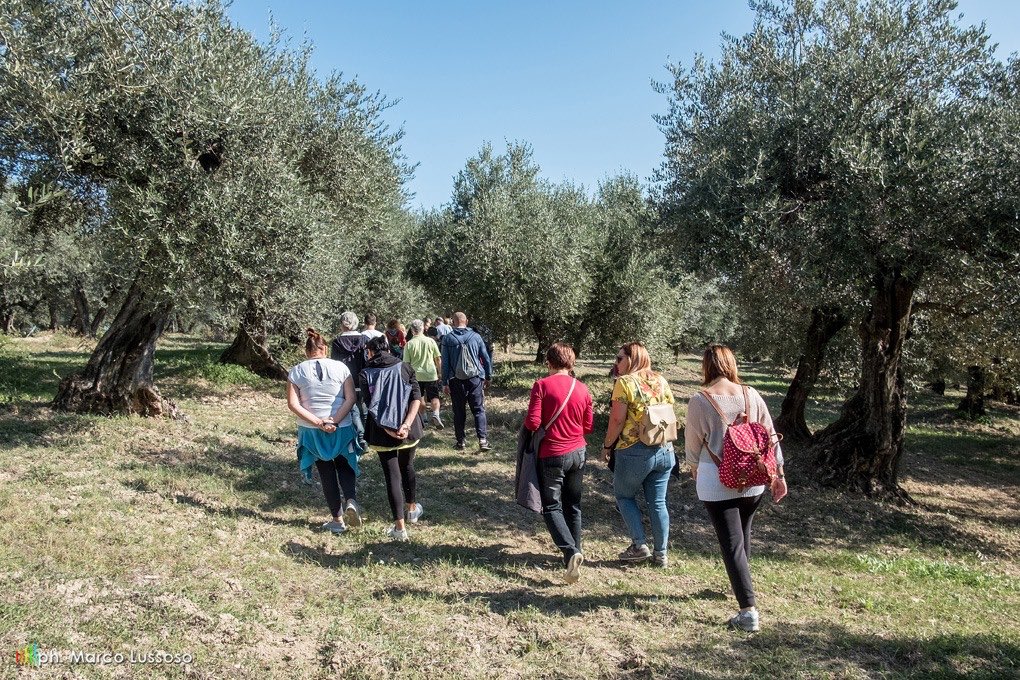 WineNewsIt's tweet photo. #Passeggiare tra gli #ulivi a piedi e in bici, nel pieno rispetto delle norme anti Covid, si può: in 84 @CittaOlio d’Italia, il 25 ottobre, la #Camminatatragliolivi, per scoprire percorsi inediti fatti di #paesaggi olivetati tra la raccolta e l’assaggio dell’#olio #extravergine https://t.co/0DUwmRK8CE