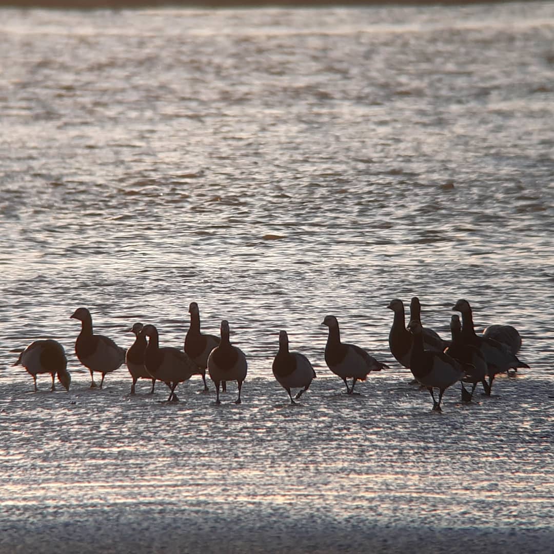 Wintering is published in paperback today! Here's where it began: with skeins of pink-feet over Dumfries, flock of barnacles on the merse and mud of Caerlaverock, my winter of connected with Iceland and Svalbard.