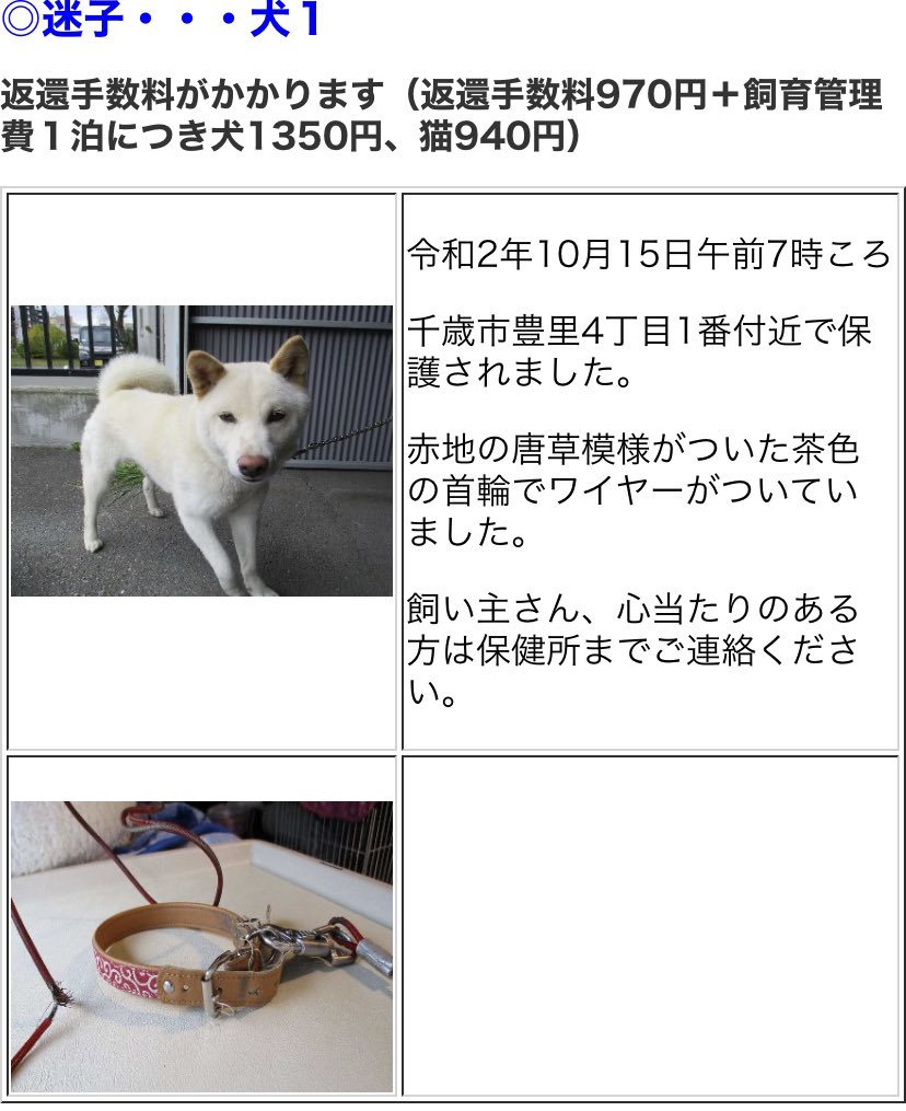 北海道 保健所 里親募集 Pa Twitter 千歳保健所さん 迷い犬 千歳市内にて赤地の唐草模様がついた茶色の首輪 ワイヤーつき をした犬 さんが迷子保護されたようです 心当たりの方は千歳保健所さんへ 拡散希望 保健所 北海道 千歳 迷い犬 T Co