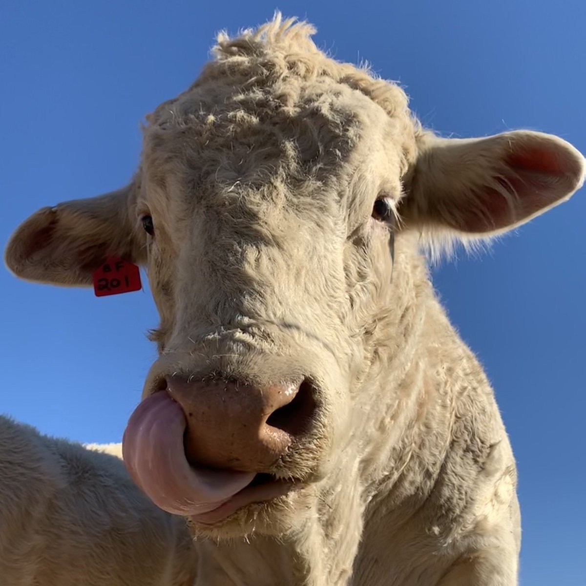CowoftheDay1's tweet photo. 📅 15th October 2020
🐮 Hunny
💕 #animaloftheday https://t.co/i8VbpJfdtW