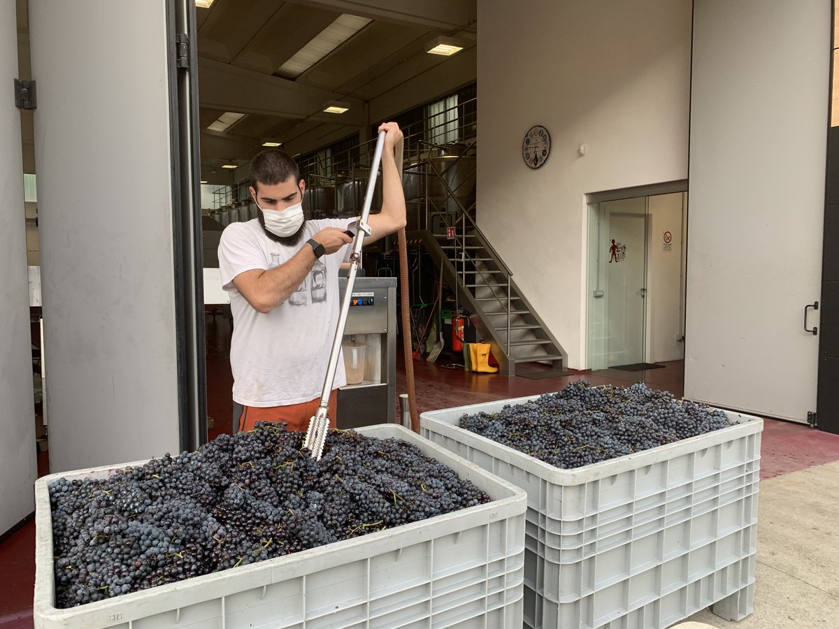 RainoldiVini's tweet photo. Anche nella cantina di vinificazione si lavora a pieno ritmo!
#Vendemmia2020 #VendemmiaValtellina #NebbioloDelleAlpi #Rainoldi #ViniRainoldi https://t.co/wqmnqSS7VW