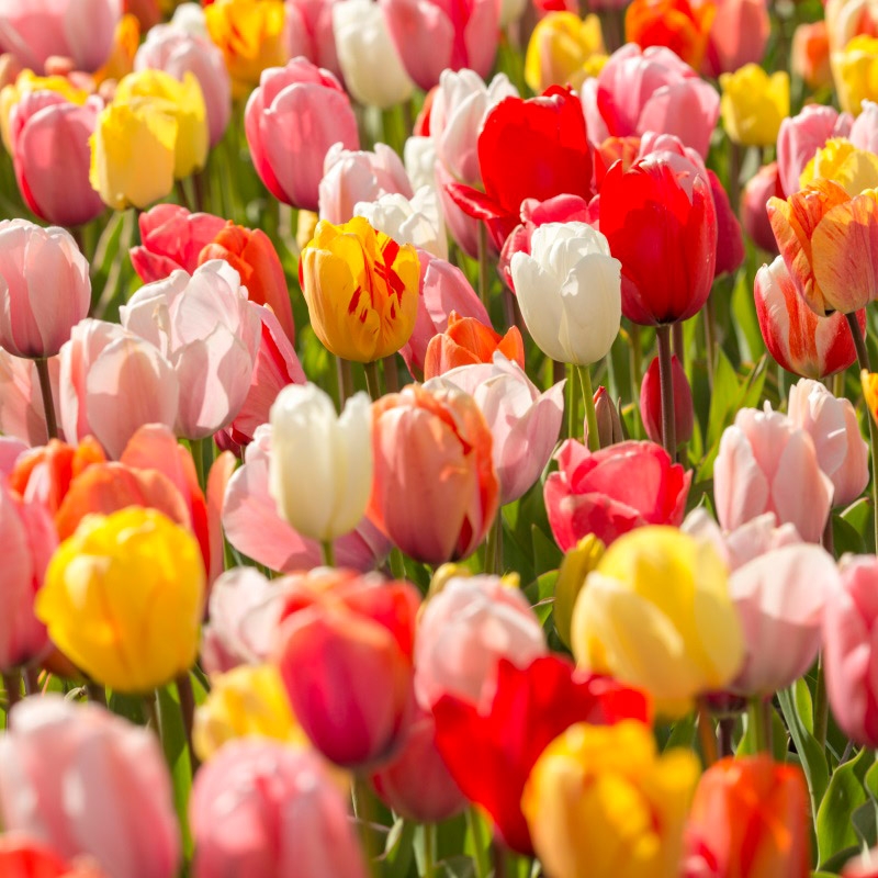 “De wereld een beetje fleuriger maken” Zeker in deze tijd is een fijn thuis belangrijk. Sommige kinderen hebben helaas het <a href="/hetomgangshuis/">Het Omgangshuis Drenthe</a> nodig voor fijn contact met ouders. @jciemmen ondersteunt dit door verkoop van #bloembollen. Help je ons mee? jciemmen.nl/bloembollen