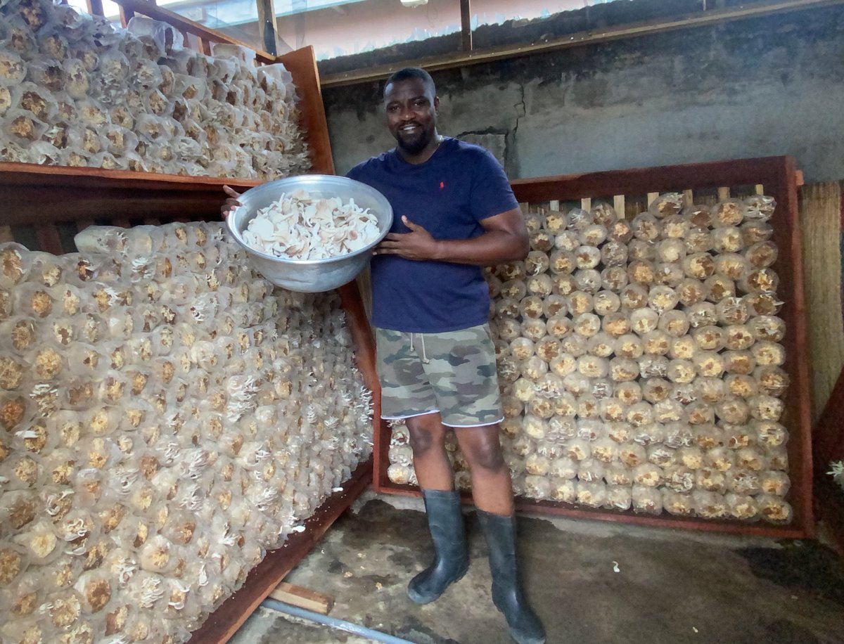 johndumelo's tweet photo. Fresh mushrooms for sale. Proudly #madeinAyawasoWest. Pls send me a dm for details and delivery. God is Good. 🙏🏿 https://t.co/zCFHNxWdGA