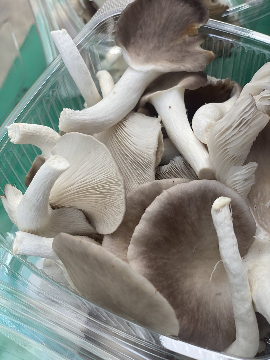johndumelo's tweet photo. Fresh mushrooms for sale. Proudly #madeinAyawasoWest. Pls send me a dm for details and delivery. God is Good. 🙏🏿 https://t.co/zCFHNxWdGA