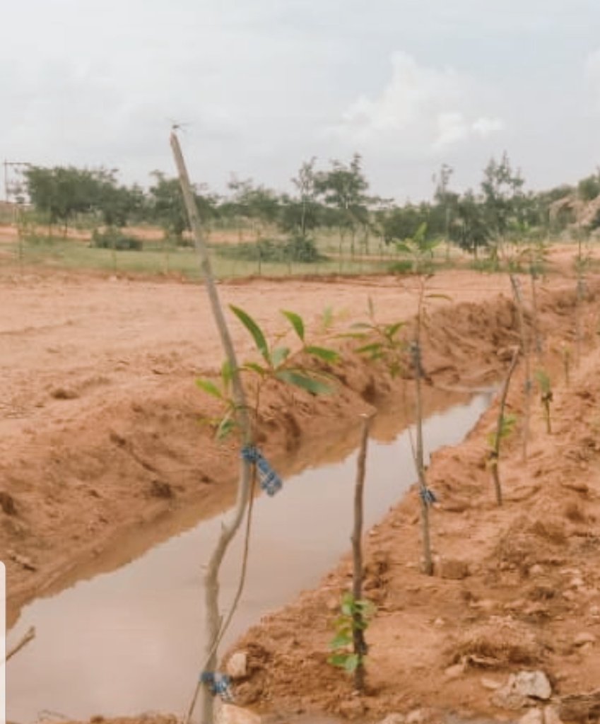 SridharAddepal1's tweet photo. Following water harvesting techniques...trenches across farm for holding rainwater in the farm itself, helps recharge groundwater. 

@ysjagan
@KTRTRS 
@PawanKalyan 
@somuveerraju 
@naralokesh 
@ncbn 
@KChiruTweets https://t.co/VCQEXeka1U