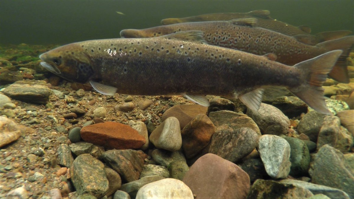 Learn more about the lifecycle of our beloved bars of silver ahead of #WorldFishMigrationDay 🐟

> bit.ly/2GUWM08
📸@FishtheNess