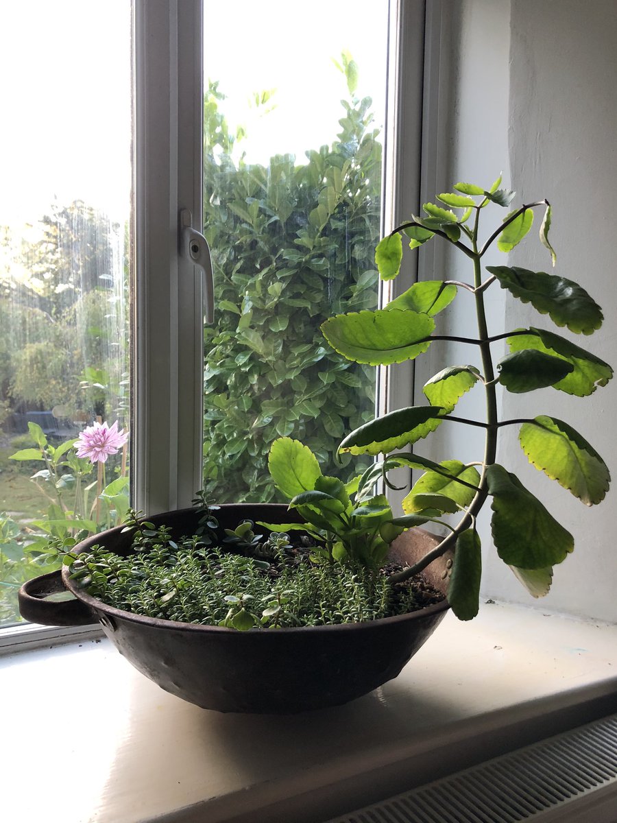 sarahsgonewild's tweet photo. I repurposed an old gold mining pan I found in #OutambaKilimi national park in #SierraLeone with some funky plants! One of which is native to Sierra Leone!

It’s finally settled in and all looking lush. I’m just hoping it survives the winter! https://t.co/CQc5PqqsF9