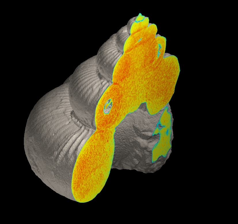 ニッポニテス3D化石図鑑 から #異常巻きアンモナイト3D化石図鑑 への