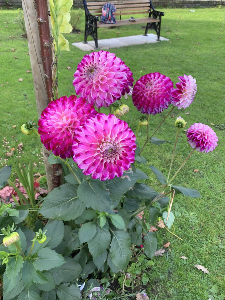 Together4Angels's tweet photo. Some new pics from the #reflectiongarden #babyloss  I went and had a tidy up on Sunday ready to add some more plants soon 💕💙 https://t.co/FSU35WUibg