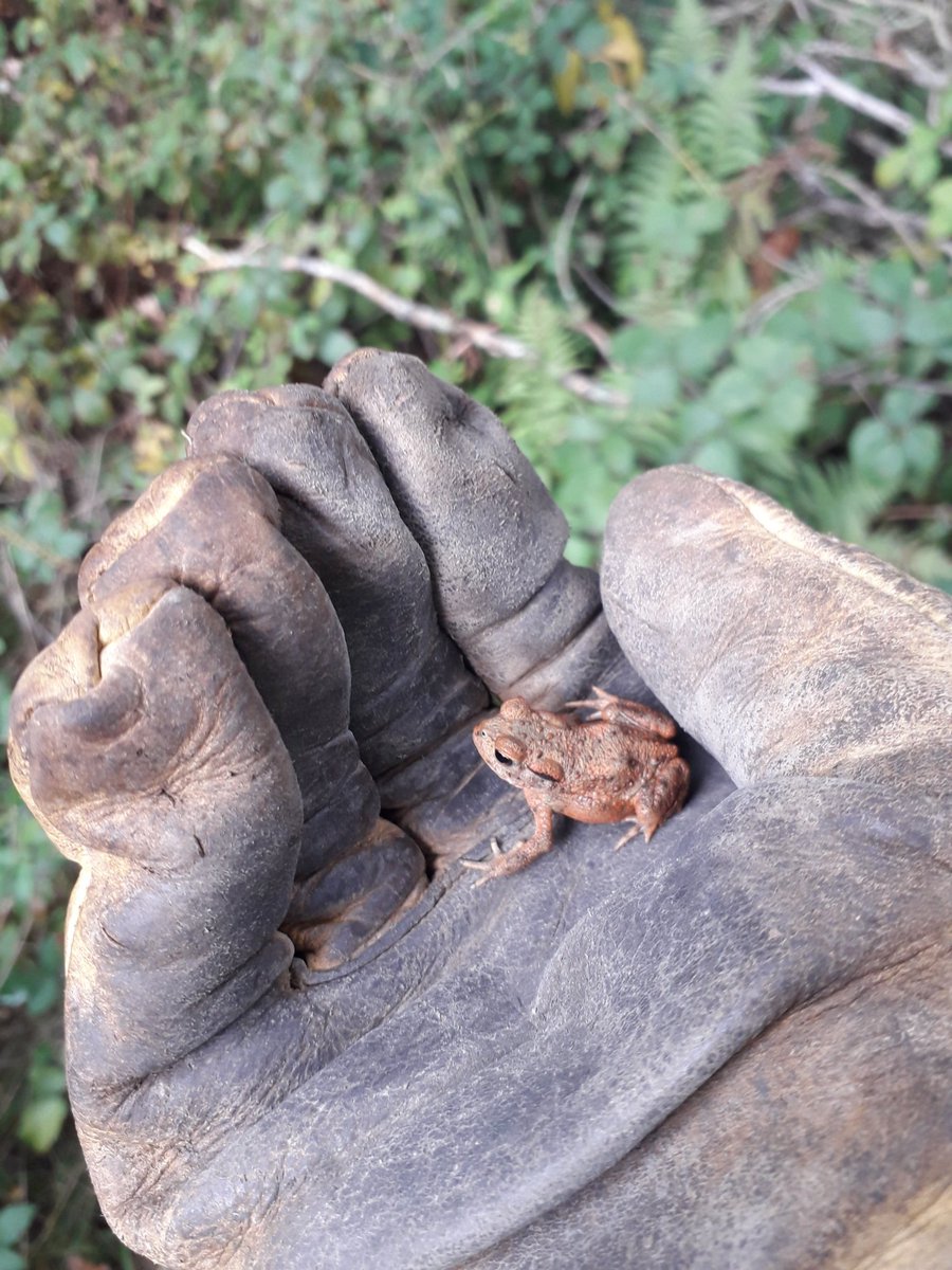 Tirzahswt's tweet photo. Ebernoe common being toadally awesome and full of life @SussexWildlife #ledermantrainee #spotthetoad https://t.co/PVDUTFMJSO