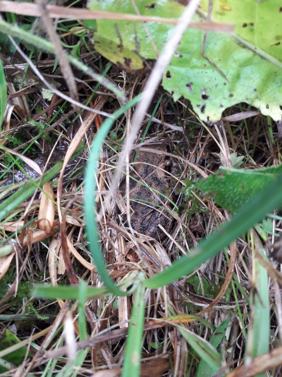 Tirzah Bottomley (@tirzahswt) on Twitter photo Ebernoe common being toadally awesome and full of life <a href="/SussexWildlife/">Sussex Wildlife Trust š¦</a> #ledermantrainee #spotthetoad Ebernoe common being toadally awesome and full of life <a href="/SussexWildlife/">Sussex Wildlife Trust š¦</a> #ledermantrainee #spotthetoad
