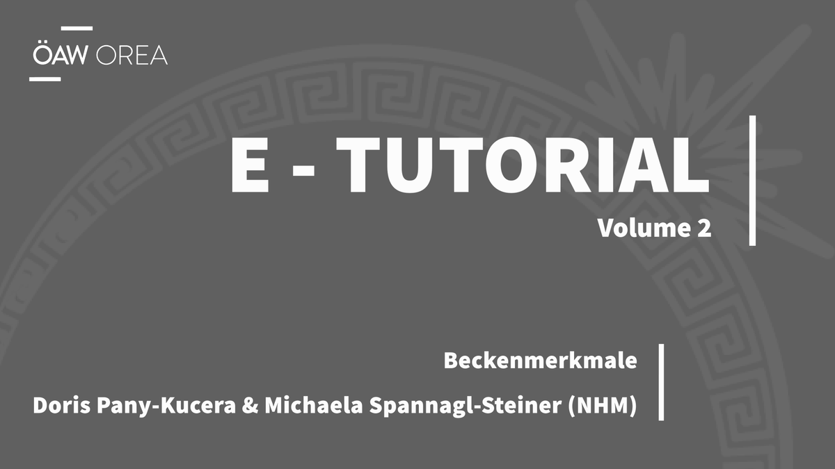 orea_news's tweet photo. Our colleagues M. Spannagl-Steiner & D. Pany-Kucera @NHM_Wien will kickoff our #etutorial series with two really nice videos on their research #DSP_Method #pelvic_features
Videos are in german and will be online tomorrow 12pm.
@ERC_Research @oeaw Drop by
https://t.co/ryhihCQ136 https://t.co/dkA1VB238Z