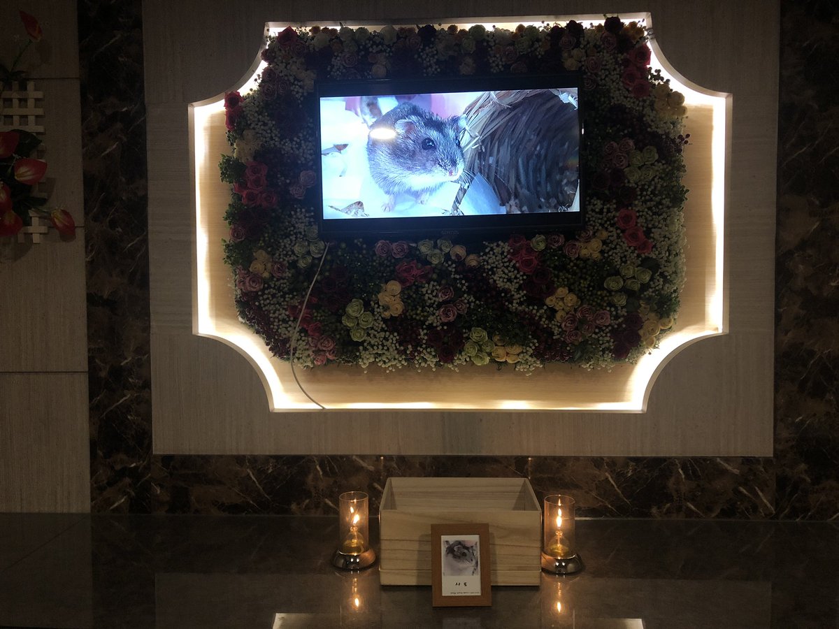 사또 해씨별로 떠났어요. 크게 아픈데 없이 잠자듯 조용히 떠났네요. 마지막 날까지 디깅 하던 디깅좋아햄.... 해씨별에선 땅 밑에서 헤엄치고 잘 놀아! 안녕