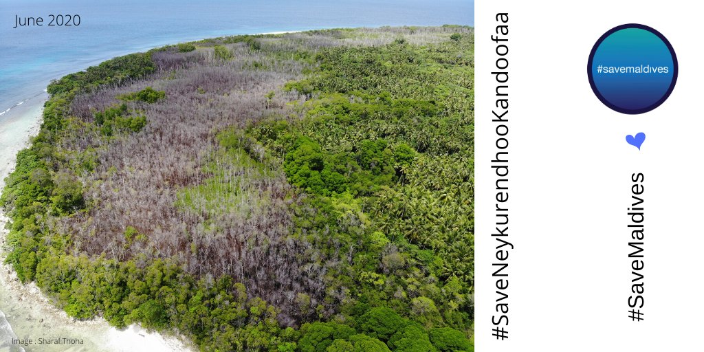 SaveMaldivesMV's tweet photo. b) Take urgent and substantive measures to address the issue of mangrove mass die-off events occurring across the north of the country, where assessments are yet to be done to establish the presence of B.hainesii and, develop and implement management plans for conservation ... https://t.co/EDkBXJt1AU