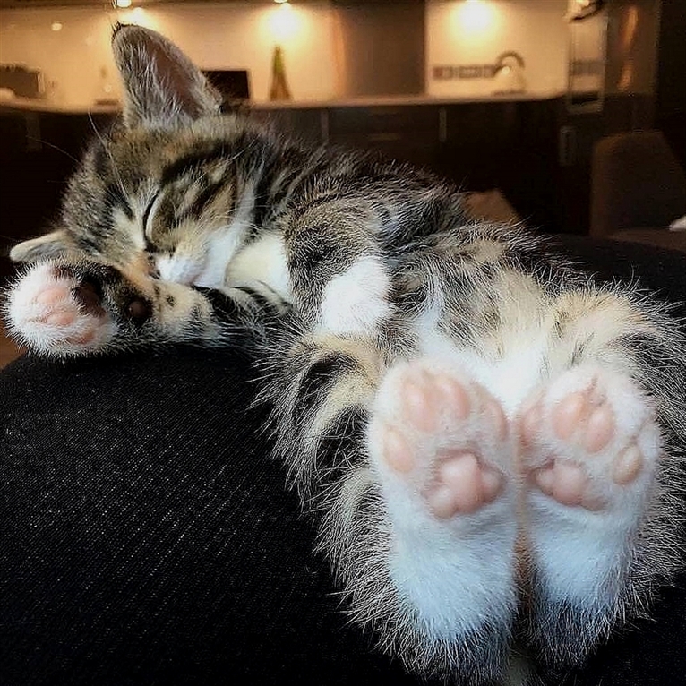 Cats Happiness tweet media
