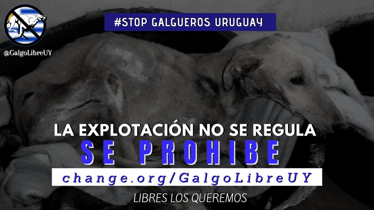 Necesitamos URGENTE que difundas esta petición change.org/GalgoLibreUY, que la firmes y se la pases a tus contactos. En #Uruguay quieren dejar sin efecto el Decreto Presidencial que #Prohíbe las #CarrerasDeGalgos (aún no está la LEY) Debemos lograr la #PROHIBICIÓN, entre todos!