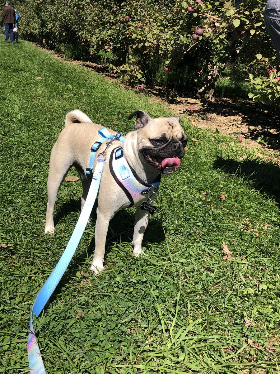 emily2330's tweet photo. @itsdougthepug https://t.co/Svx3k26Wdf