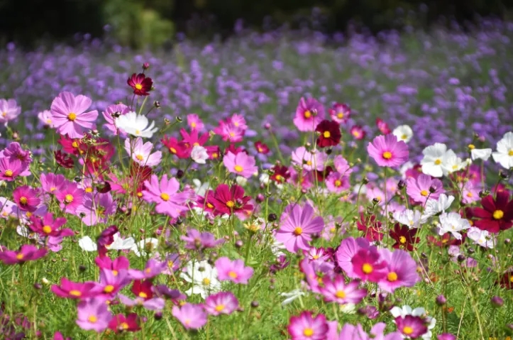 shanghaidaily's tweet photo. #Calliopsis in full bloom at #Shanghai Gongqing Forest Park in Yangpu District and Shanghai Binjiang Forest #Park in the Pudong New Area https://t.co/zs87zBKqmd