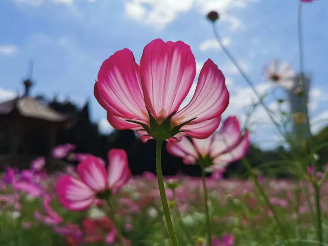 shanghaidaily's tweet photo. #Calliopsis in full bloom at #Shanghai Gongqing Forest Park in Yangpu District and Shanghai Binjiang Forest #Park in the Pudong New Area https://t.co/zs87zBKqmd