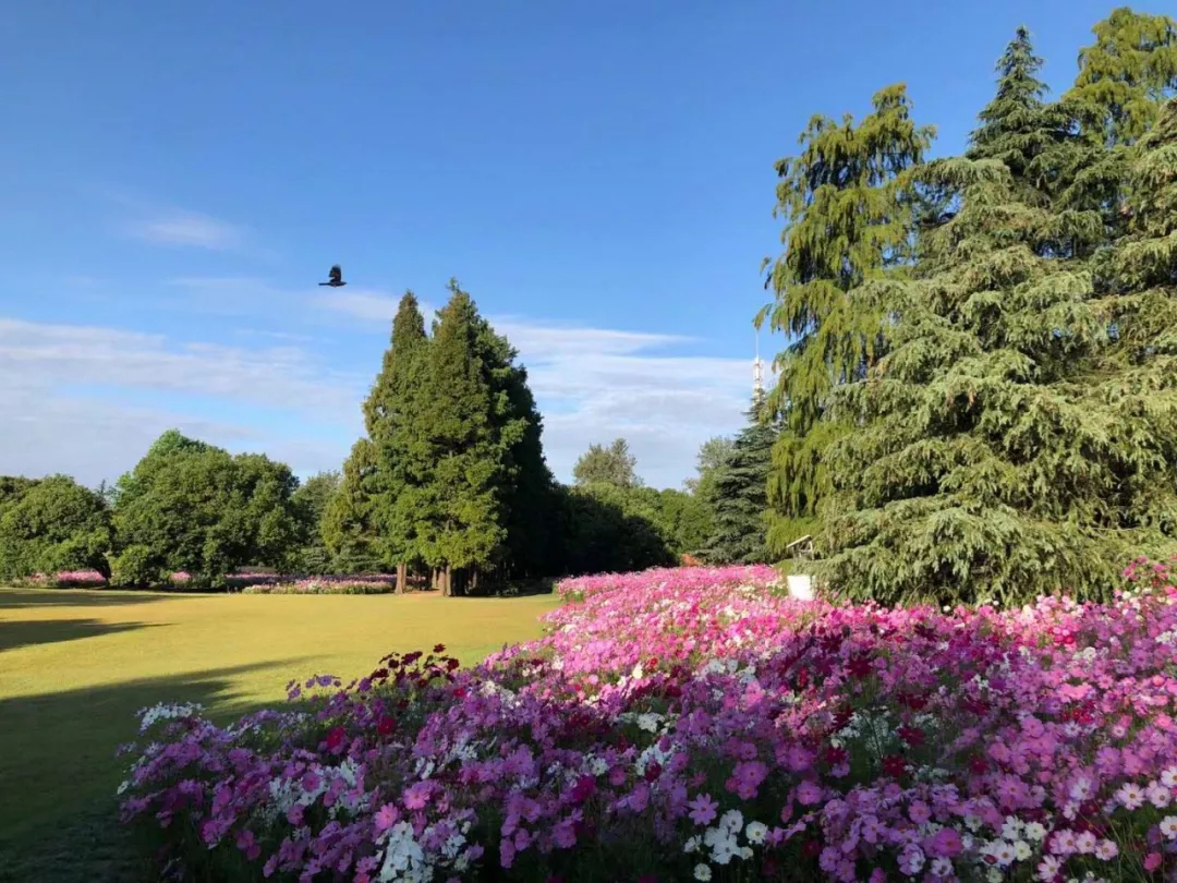 shanghaidaily's tweet photo. #Calliopsis in full bloom at #Shanghai Gongqing Forest Park in Yangpu District and Shanghai Binjiang Forest #Park in the Pudong New Area https://t.co/zs87zBKqmd