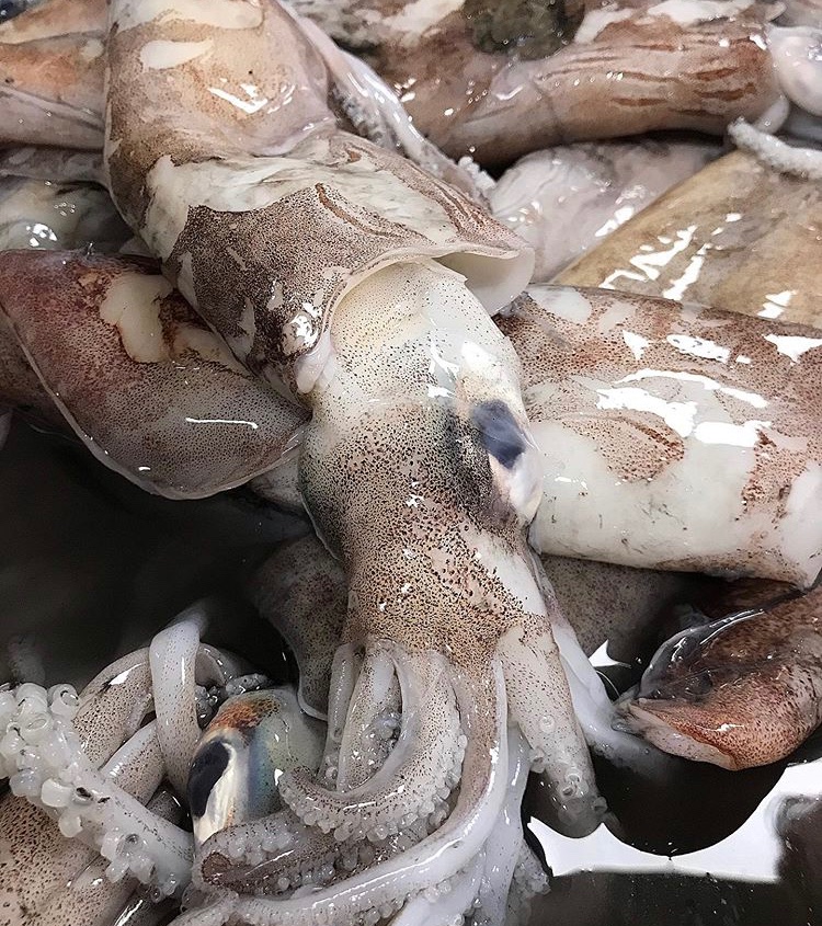 ***Whitby area***

<a href="/DennisCrooks/">Dennis Crooks fish</a> have fresh North Sea squid in! Why not try something new and support this fantastic Yorkshire family run business...