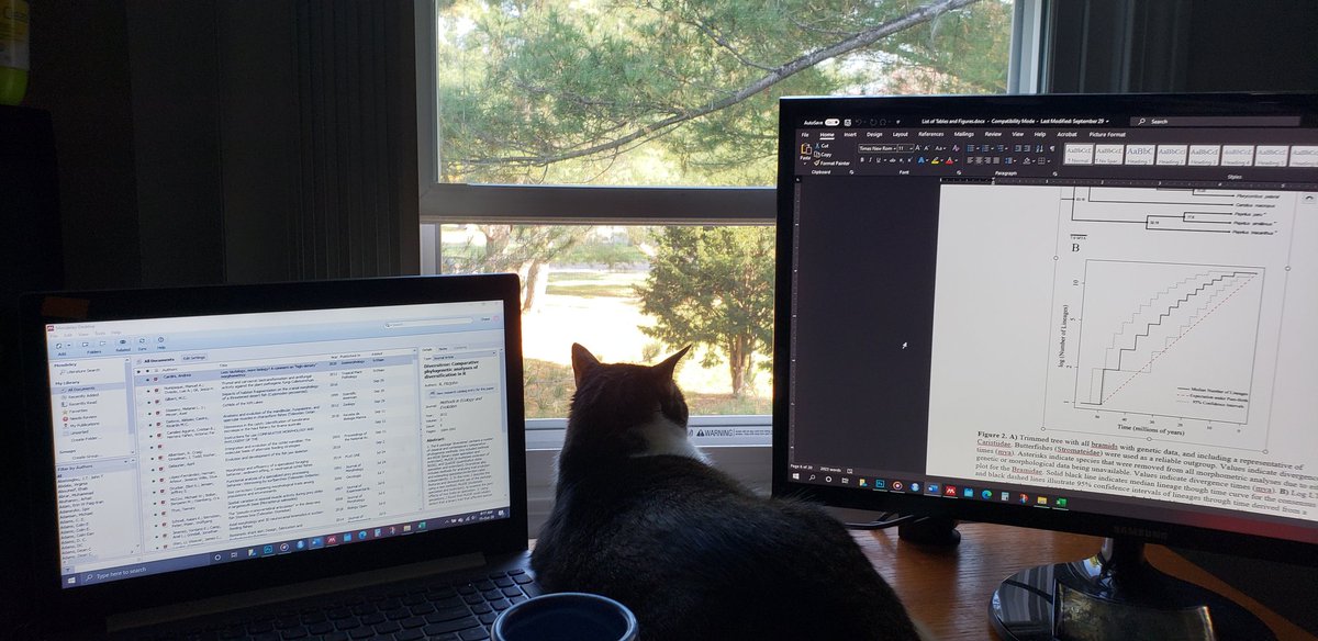 Pterycombus's tweet photo. It's a GREAT morning to work on the revisions of an accepted manuscript ❤. I CAN'T WAIT for you all to read this! #evolution #bramids #anatomy #constraints https://t.co/vwWgyzPPAG
