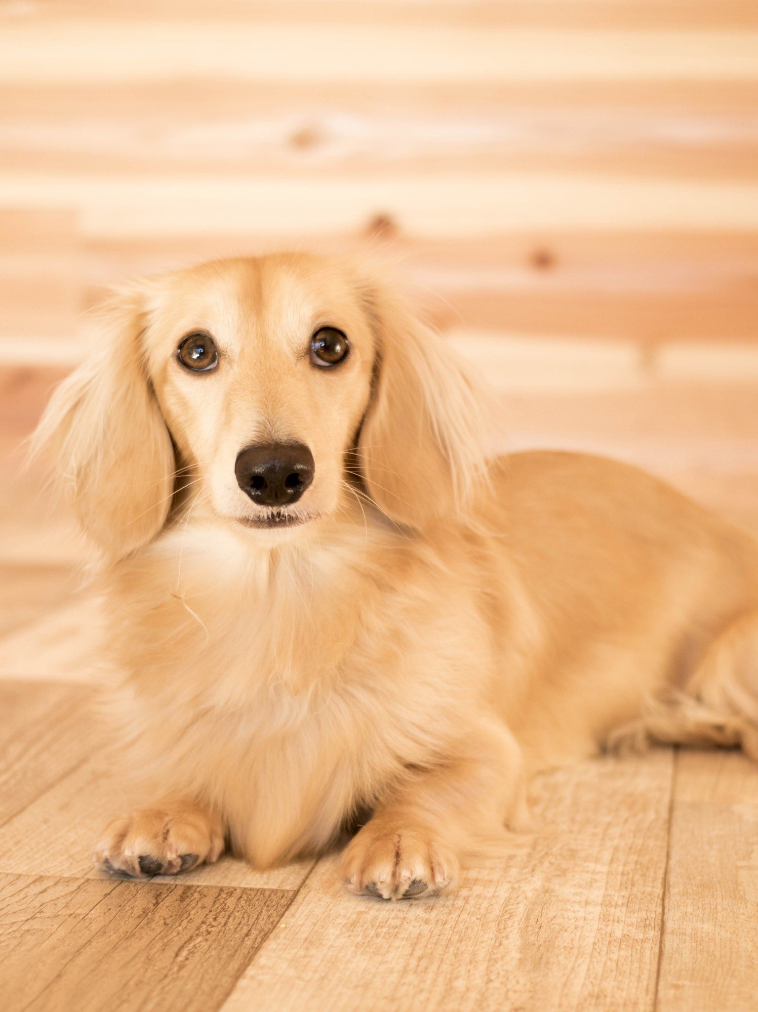 ダックスフンド フィギュリン 犬 アウガルテン ■美品■ アウガルテン augarten フィギュア 犬 ダックスフンド フィギュリン 置物