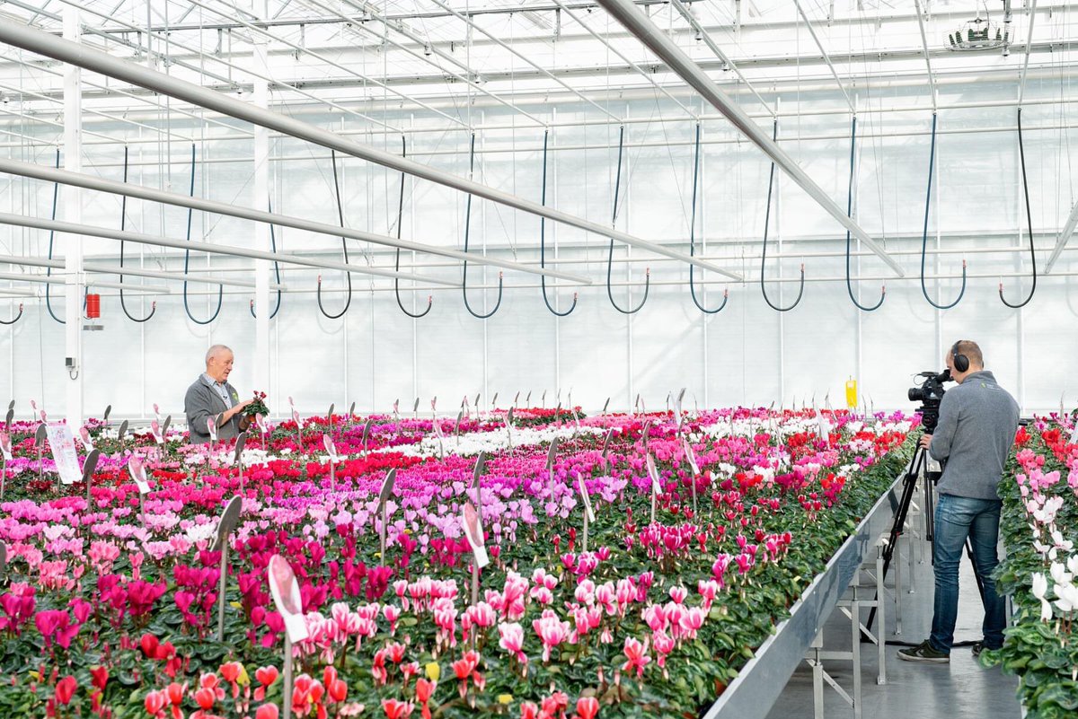 Schoneveld Breeding tweet media