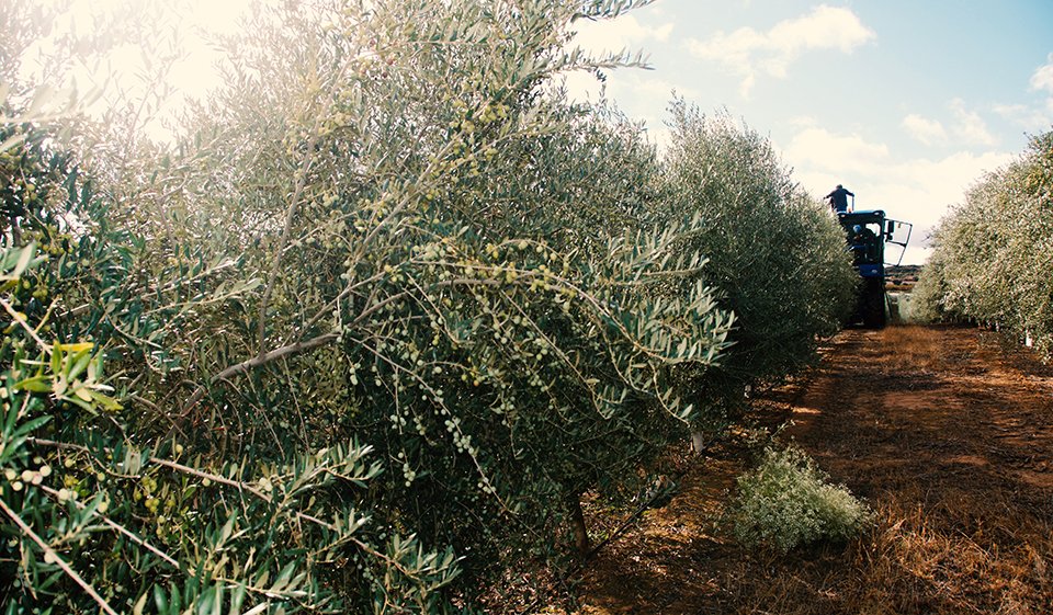 OliRupestre's tweet photo. Collita primerenca 🌿
Ahir vam començar la collita primerenca per a elaborar l'oli verd, tan característic per la intensitat del seu color i del seu sabor.
L'oli verd és limitat i estarà molt aviat a la venda.
#olirupestre #oliverd #doplesgarrigues https://t.co/bkEA1VoKec