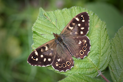 Parks and green spaces are brilliant for insects &amp; biodiversity. Take a moment a read a fabulous blog from <a href="/rossmcil/">Ross McIlwrath</a> as he introduces us to some of the wonderful butterflies in our local Parklands #GreenFlagAward2020  

Read here bit.ly/parklandbutter…

📷Jonathon Clark