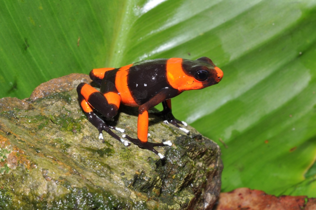 TesorosdeC's tweet photo. Tesoros de Colombia Sustainable Farm es un proyecto de #conservacion de biodiversidad que busca acabar con el tráfico ilegal de especies de nuestra fauna, evitar la extinción de las mismas y educar acerca de su importancia.
#naturaleza #FelizJueves #beautifulnature #Colombia https://t.co/QcCR8w2Met