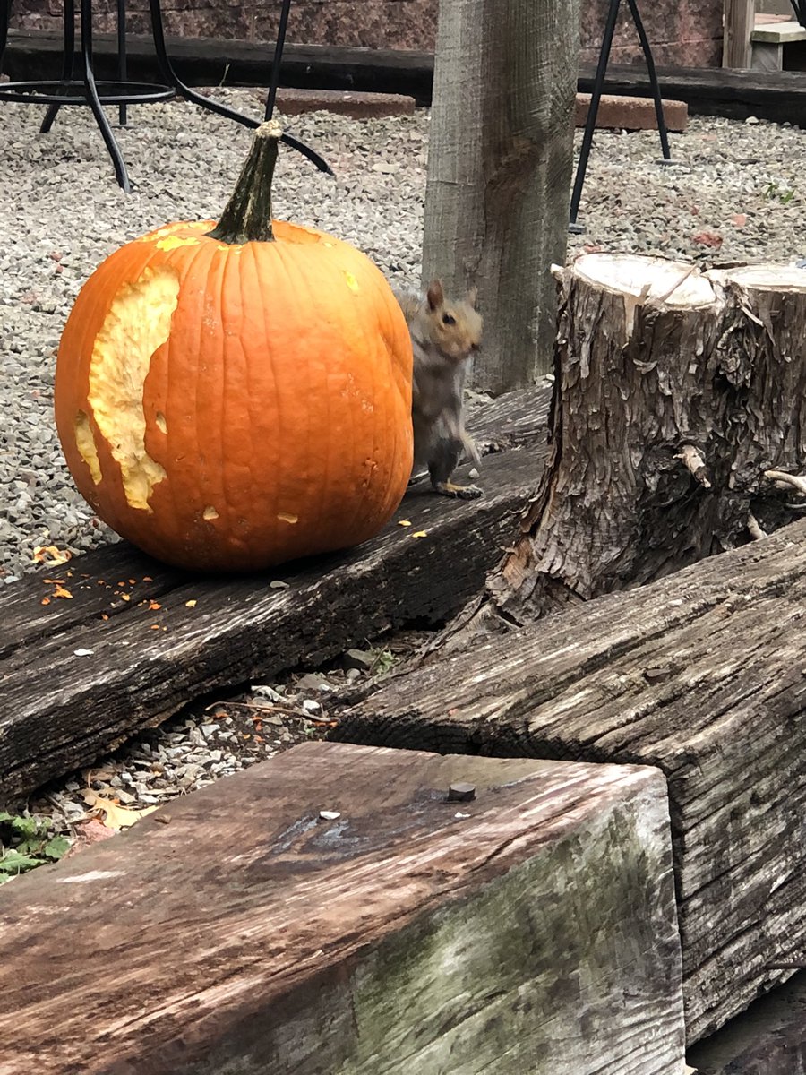 Linds_Myers's tweet photo. This is why we can’t have nice things...🎃🐿 https://t.co/eZhYZ291v8