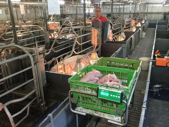 vincenttb's tweet photo. Pleased to be able to update our followers on innovations within the @EU_PiG project... This month's episode takes us to France 🇫🇷, where the #Kalinat index was developed, an online tool to assess #pig #litter quality. Correspondent @NatBerk reports ⏩ https://t.co/tGzX6w8Tww https://t.co/YstqK7zQ4t