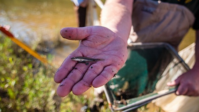 Fish, mollusk species returning to Alabama’s Coosa River alabamanewscenter.com/2020/10/15/fis…