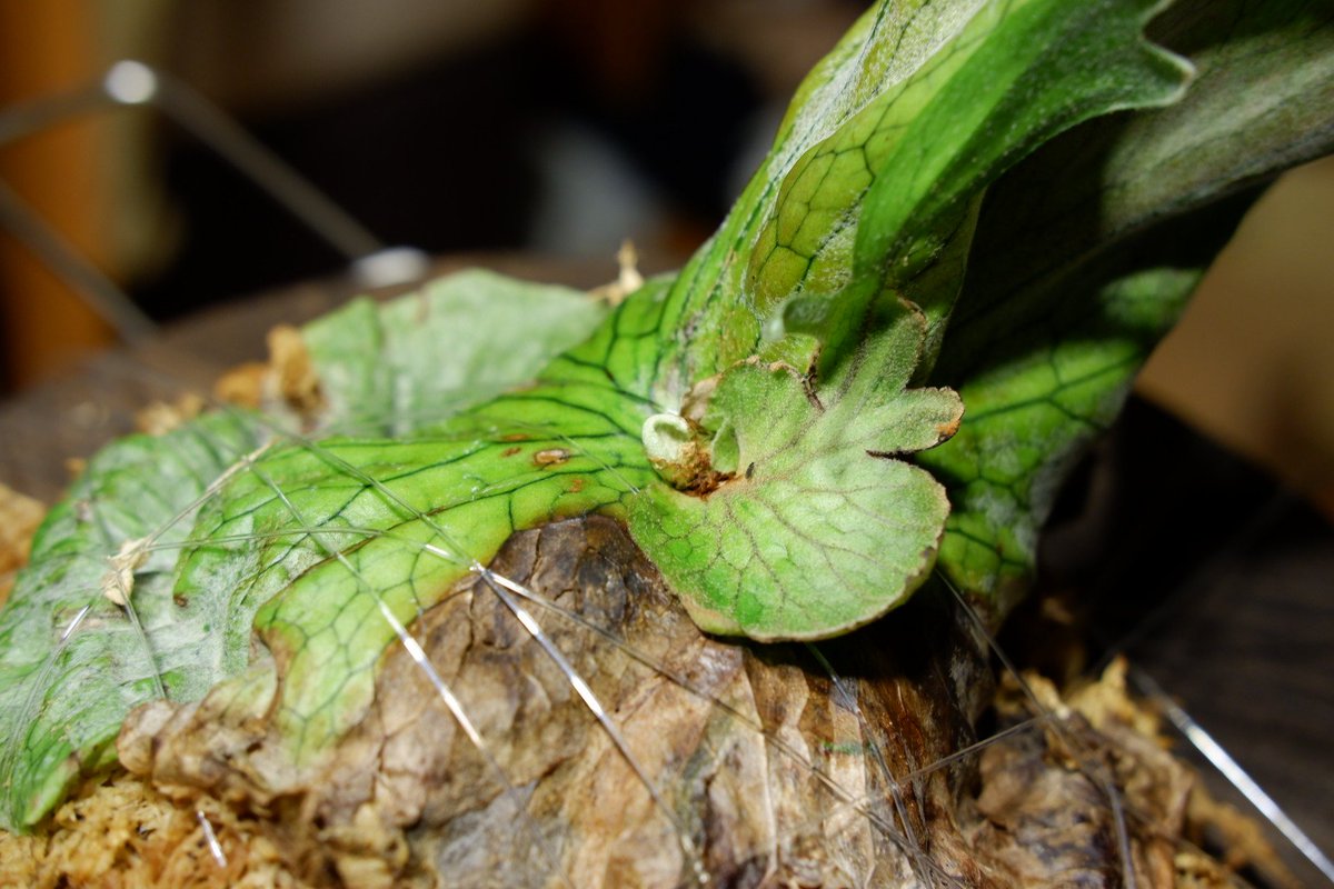 おひや 鉢植えの時から固くなっててうまく成長してなかったグランデ 新しい貯水葉がでてきて期待 スイッチがはいったらぐんぐん成長 しているビーチー 大株ネザーランドも複数葉がでてきて どでか貯水葉に育つの楽しみすぎる インシュロック外して仕立て