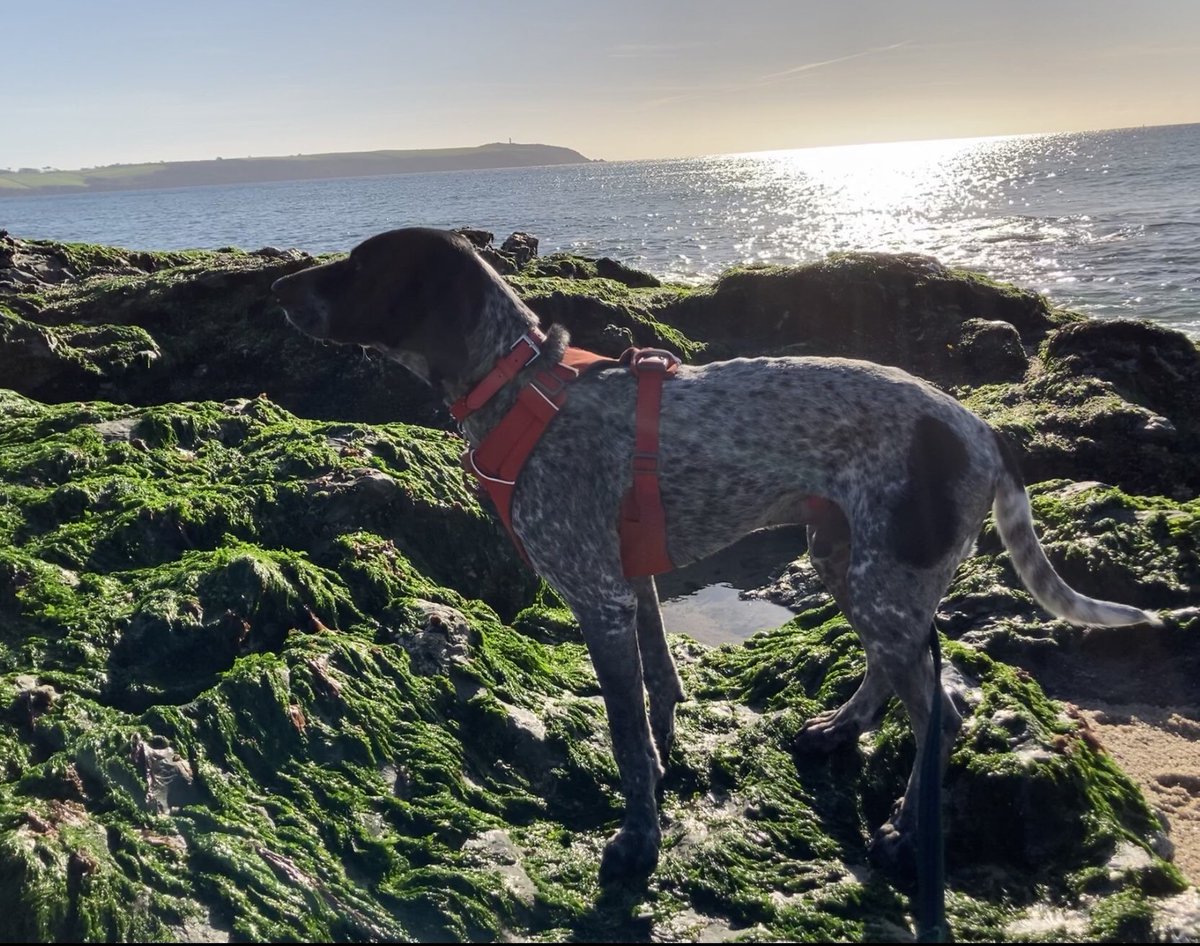 TeresaRoberts05's tweet photo. Beach walk #Cornwall #CornwallDogs #RescueDogs #CyprusRescueDogs https://t.co/M0HywnS5Et