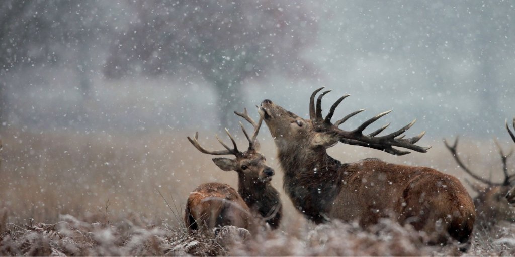 zooconomy's tweet image. “No matter how hard the past is, you can always begin again.” - Buddha
#zooconomy #amazon #mom #mother #mama #deers #deerofinstagram #deer #deerphotography #deerlove #deerlife #deer #chordata #animalia #instaanimal #instagramanimals #worldofanimals #bestanimal #bestanimalshots