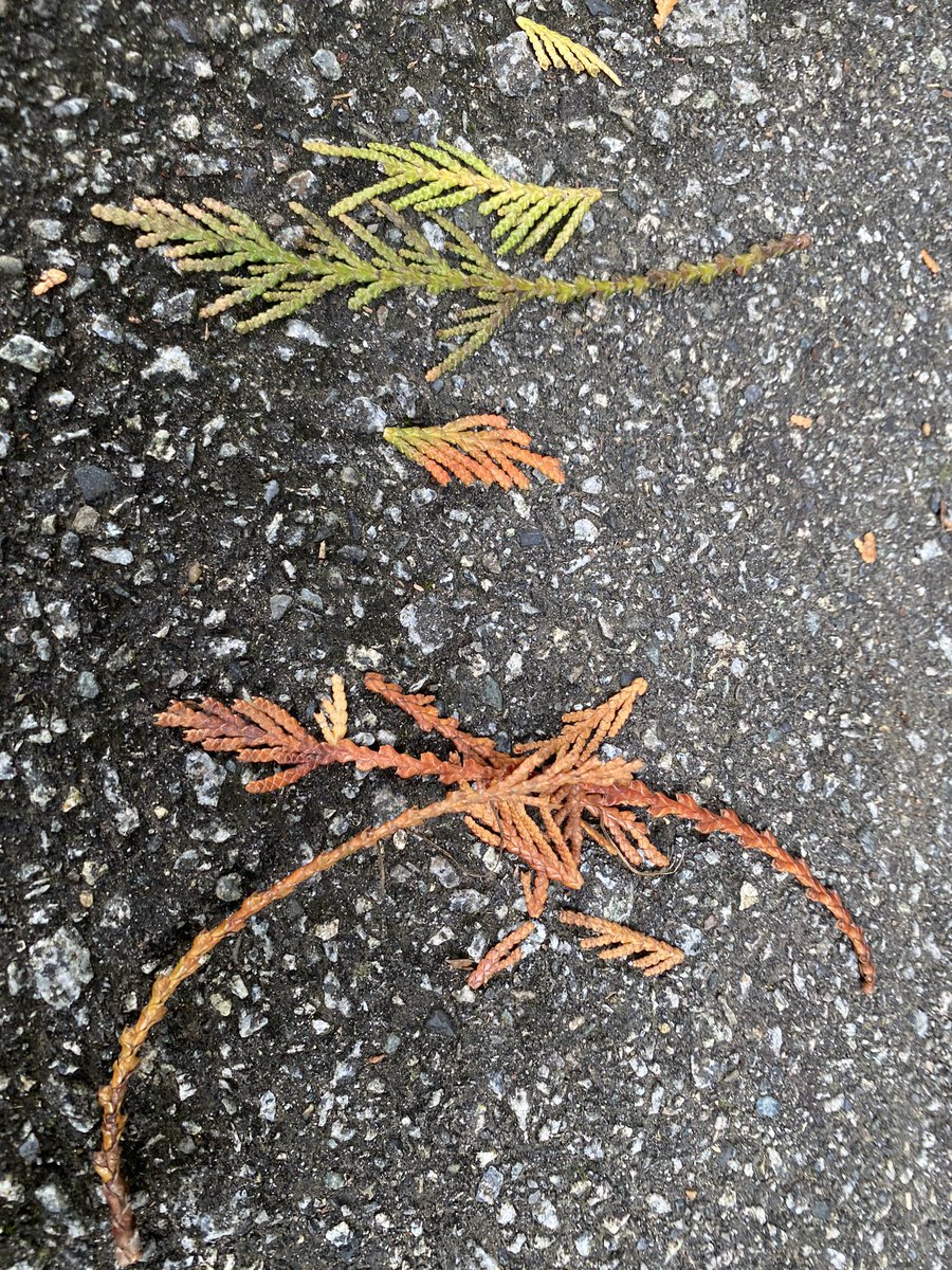 Sorting nature objects proved fun and challenging. What rule can we sort by? Can we sort by colour, shape, size? Is pointy a shape? Where does multicolour go? Does soft fit into any of those categories? #lionsbayschool
