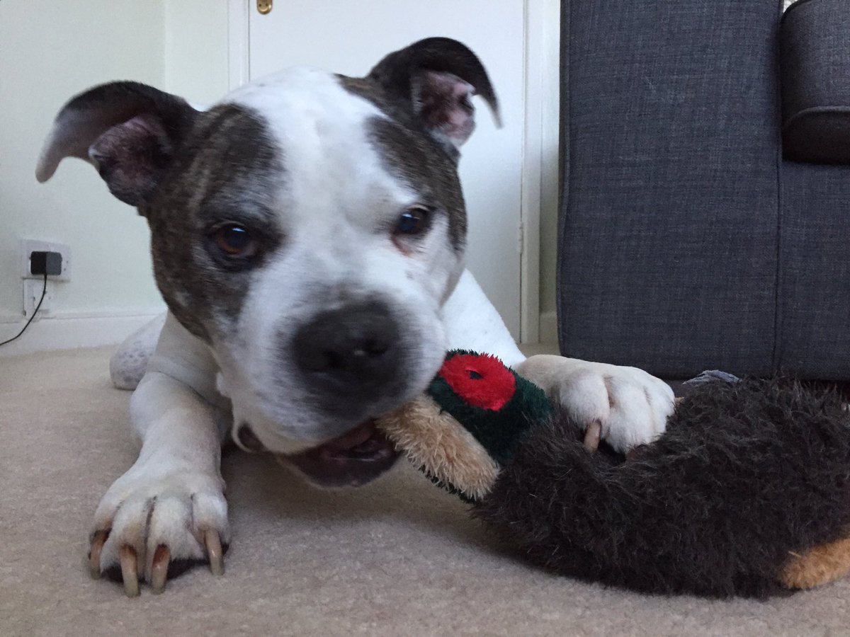 WinstonsWoofs's tweet photo. Itโs Nannyโs birthday today so I got a present too!! #DuckDestruction #Destructogang https://t.co/CzDlfr51Rq