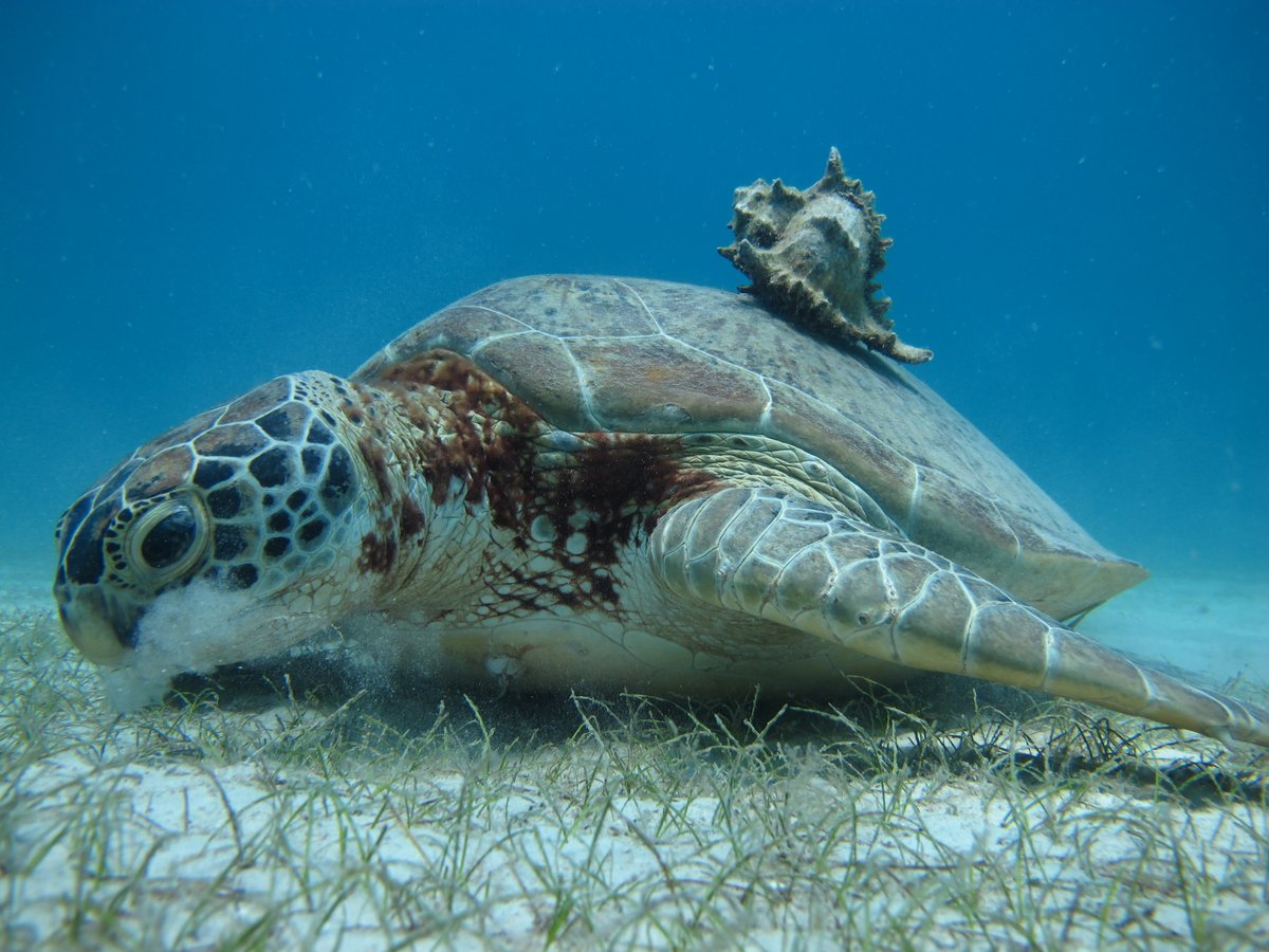 FuzeEcoteer's tweet photo. 1/6 Hello #BDF20TC #ConservationOptimism! We are the #PerhentianTurtleProject, a #SeaTurtle conservation initiative by @FuzeEcoteer. Based in the beautiful #PerhentianIslands, Malaysia, we were established since 2015 to address the lack of the islands' sea turtle population data. https://t.co/mGvx6IoI2E
