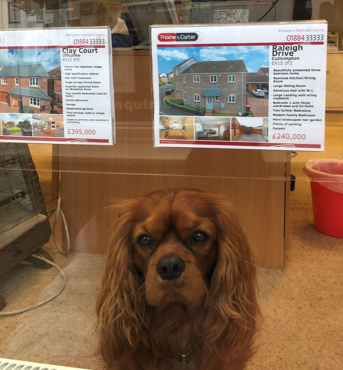 Our office dog, Roo is deciding what house he should buy next... #officedog #dogsoftwitter #kingcharlescavalier #estateagents #independentestateagent #familyestateagent #homeforsale #propertyforsale #doggos
