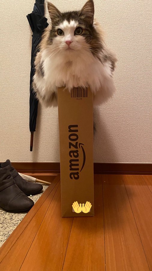 飼い主 そこまでして乗りたいのか 猫ちゃんがダンボール箱の上で奇跡のバランスを披露 ねとらぼ