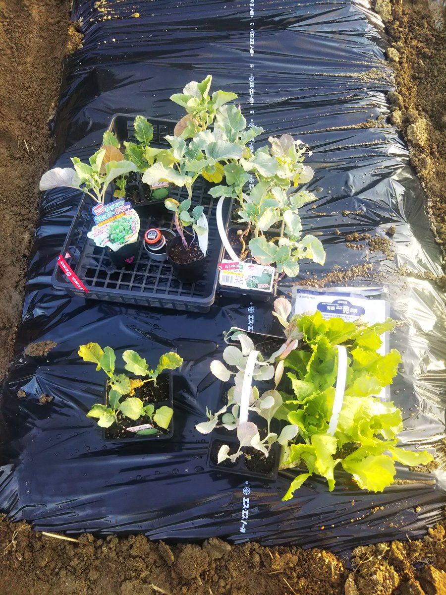 きょうはる 淡路島の人 新しい野菜の仲間入り お疲れ様ですヽ ノ 今朝は昨日の夕方に買ったブロッコリーやキャベツ レタスの苗が新たに植え付けしてみました 品種は違うけどブロッコリーだけで株はやりすぎたw レタスは虫除けになるんだって